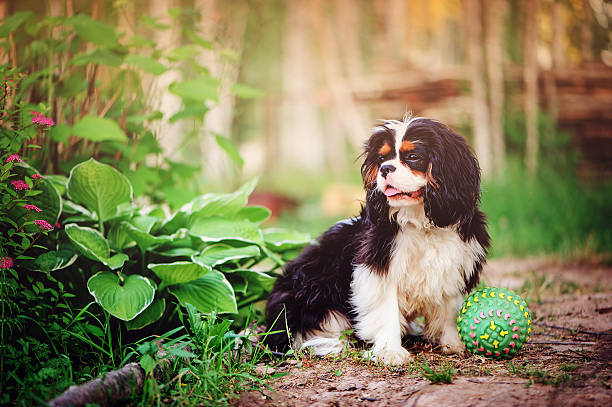 cavalier king charles spaniel dog relaxing with toy in summer tricolor cavalier king charles spaniel dog relaxing with toy ball in summer garden young purebred fluffy cavalier king charles spaniel relaxing in summer stock pictures, royalty-free photos & images