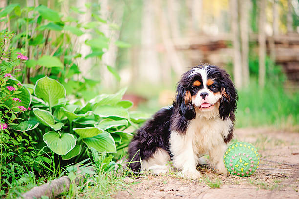 cavalier king charles spaniel dog relaxing with toy in summer tricolor cavalier king charles spaniel dog relaxing with toy ball in summer gardentricolor cavalier king charles spaniel dog relaxing with toy ball in summer garden young purebred fluffy cavalier king charles spaniel relaxing in summer stock pictures, royalty-free photos & images