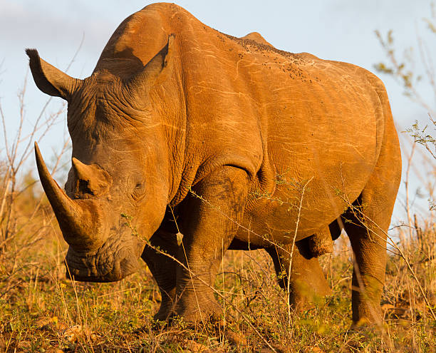 istock White Rhinoceros in South Africa 610418930