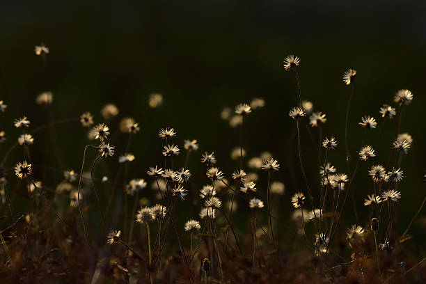 istock dry grass flowers in the field 610419202