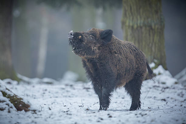 macho de jabalí en el bosque - jabalí cerdo salvaje fotografías e imágenes de stock