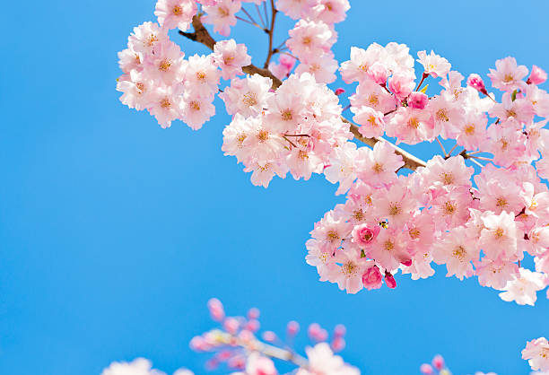 Pink Cherry Blossoms Against Clear Blue Sky stock photo