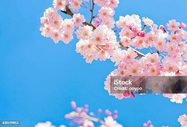 Pink Cherry Blossoms Against Clear Blue Sky Stock Photo - Download Image Now - Cherry Blossom, Cherry Tree, Sky