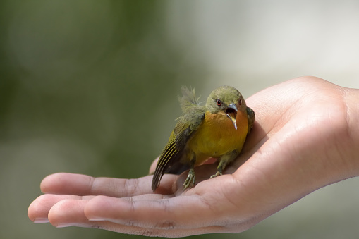 cute sunbird on hand
