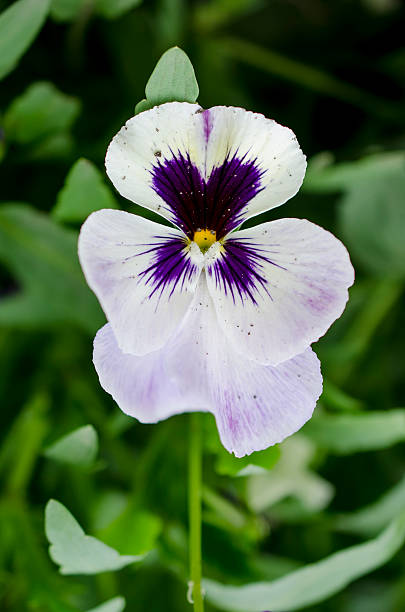 istock white pansy flower close-up 610423310