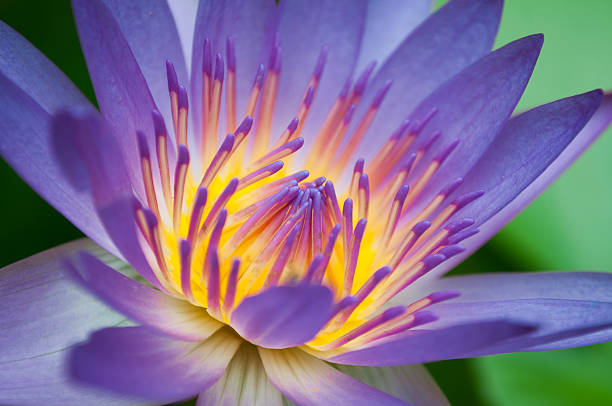 a bela flor de lótus ou fundo waterlily - lotus pink petal closed - fotografias e filmes do acervo