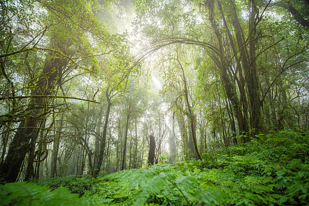 istock Scenic pathway of Ang Ka nature trail Doi Inthanon 610424784
