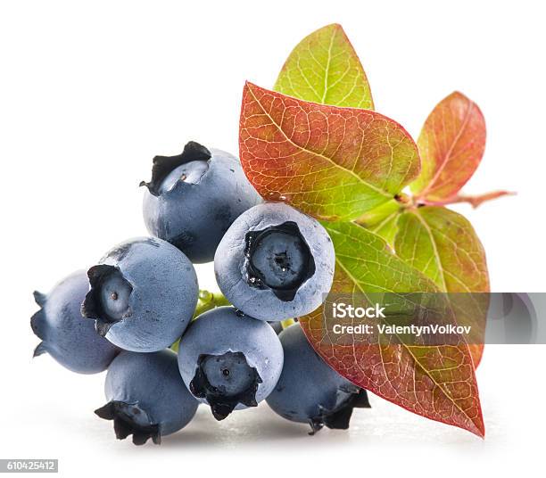 Ripe Blueberries Stock Photo - Download Image Now - Blueberry, Uncultivated, Berry Fruit