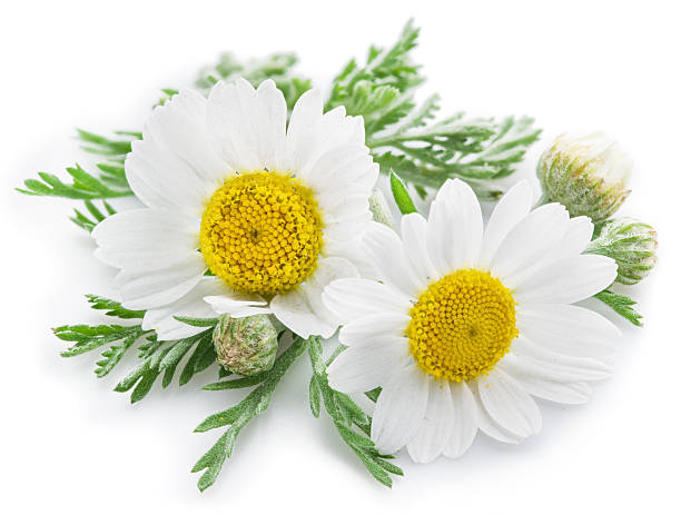 istock Chamomile or camomile flowers. 610425466