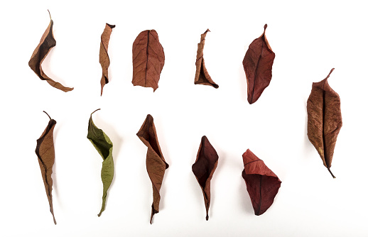 Professional DSLR phot of a group of dried leafs on white background.