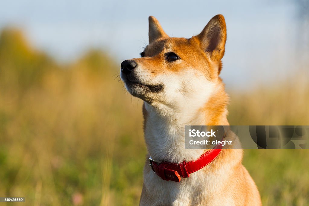 Japanese breed of dogs Sibu Inu for a walk Dogs Japanese breeds Sibu Inu on a background of grass, sunlight Agricultural Field Stock Photo