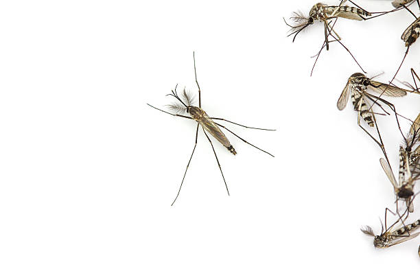 istock Close up Mosquito isolated on white background, Top view 610427272