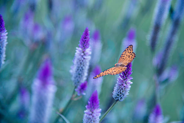 Butterfly on violet flower in vintage tone.