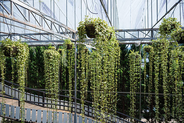 istock Peperomia emerald ripple hanging in the garden. 610429438