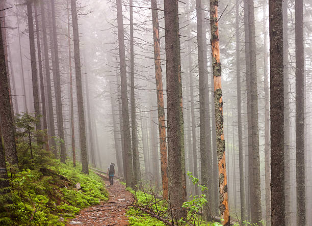 istock Young people are hiking in deep forest on cloudy day 610430548