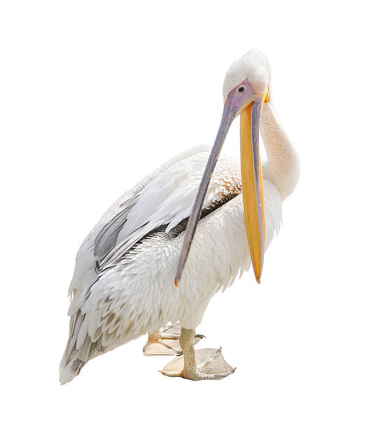 istock Big beautiful white pelican isolated on white 610430574
