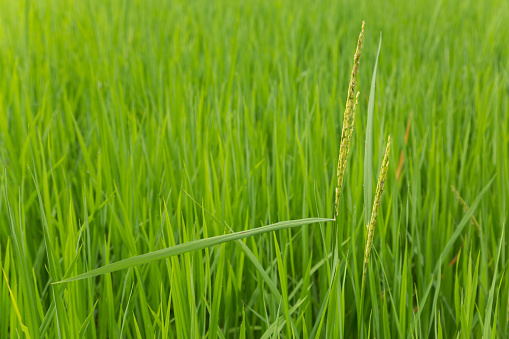 green rice growing raining season in laos