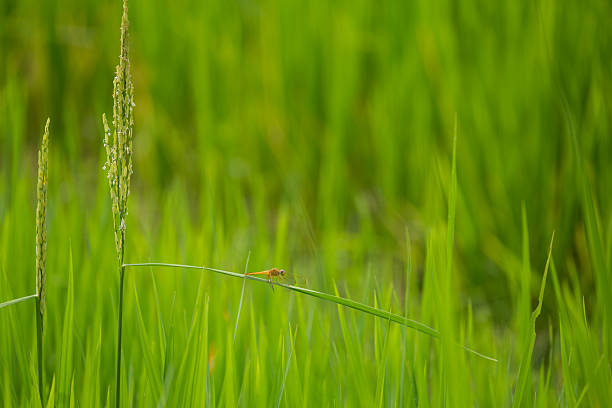 dragonfly green farm field sunny day in laos