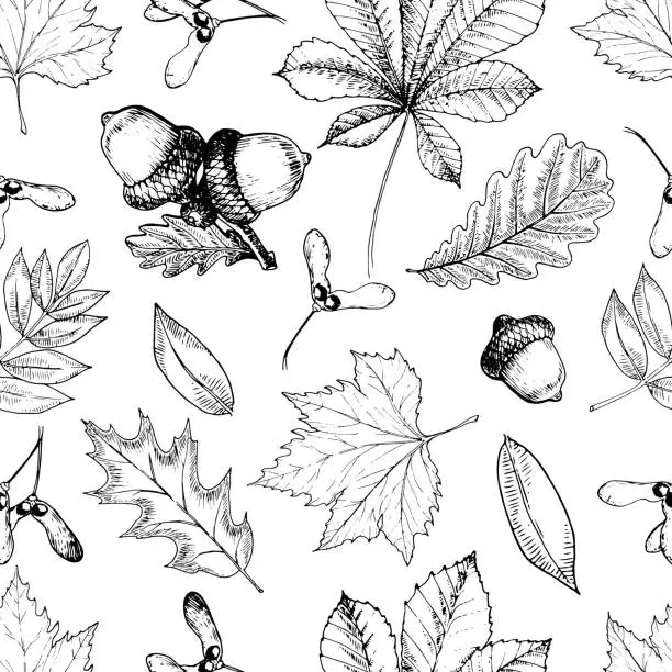 Vector illustration of Vector seamless pattern with autumn leaves. Oak, mapple, chestnut, acorns.