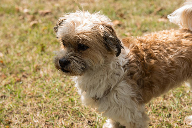 istock small dog standing on grass and looking concentrated 610433530