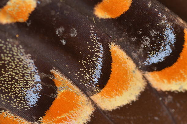 istock Macro of three iridescent blue curves on black swallowtail butterfly 610434770