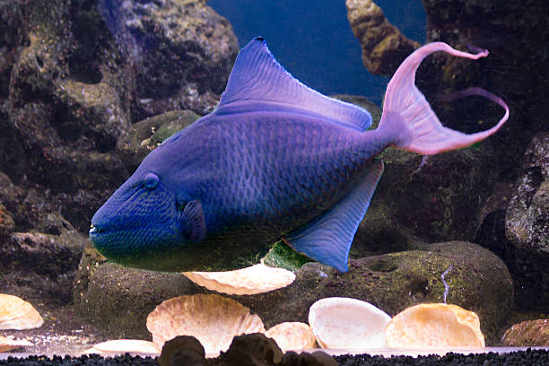 Blue fish Has a blue color and a mouth with teeth red hue. The tail resembles a two-pronged fork with sharp ends. indian triggerfish or melichthys indicus stock pictures, royalty-free photos & images