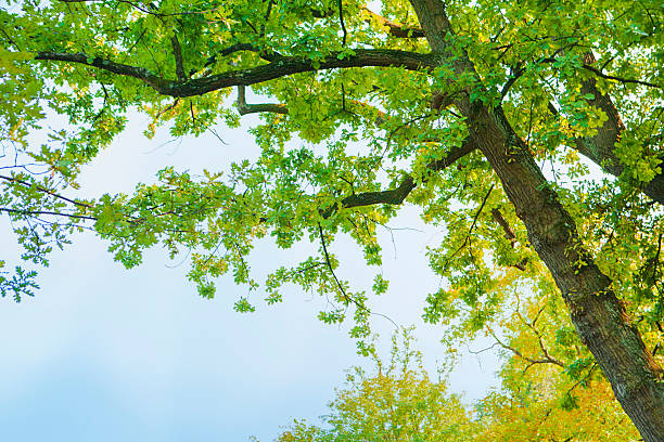 Green Spring Leaves on an oak tree