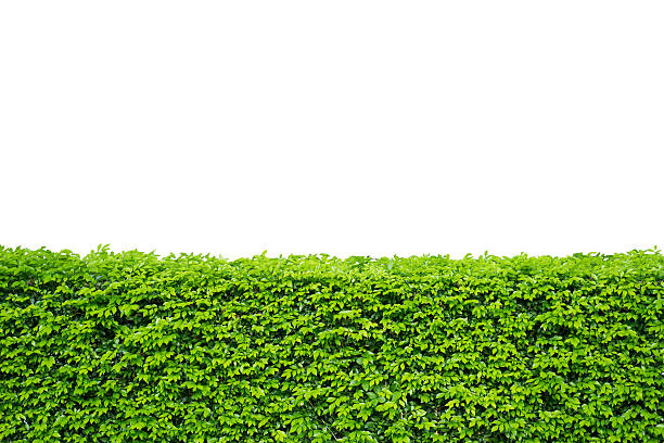 Green leaves wall on isolated white background