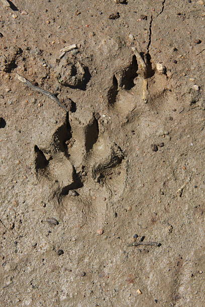 Fox tracks in mud stock photo