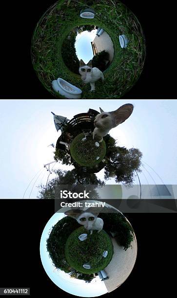 3d Weird Cat Stock Photo - Download Image Now - 360-Degree View, Domestic Cat, Abstract