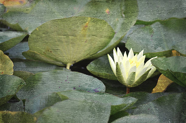 istock Vintage grunge waterlily flower background 610441134