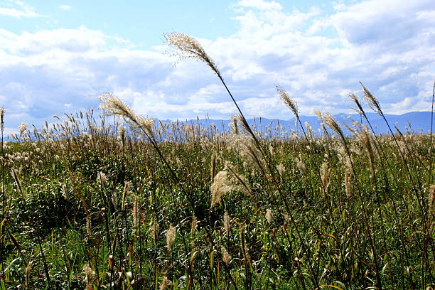 istock Ishikari beach of Japanese pampas grass 610442536