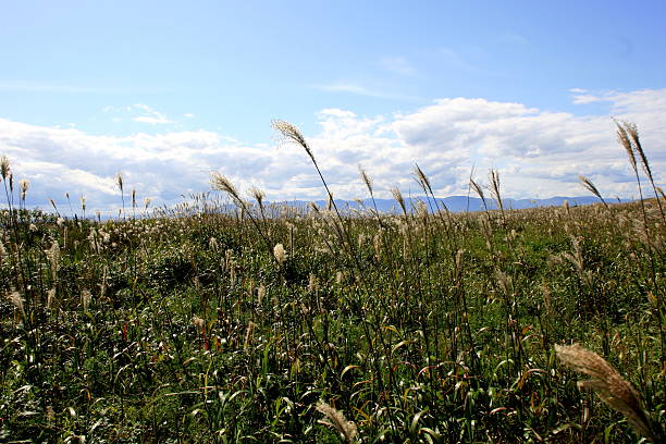 istock Ishikari beach of Japanese pampas grass 610442582
