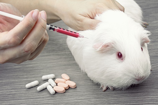 Testing drugs and vaccine on a mouse, Laboratory animals, Animal Inoculation, guinea pig.