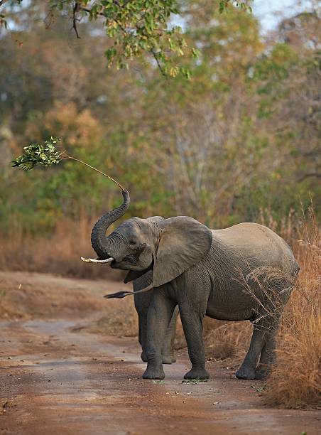 słoń w pięknym środowisku przyrody - africa south africa african culture plain zdjęcia i obrazy z banku zdjęć