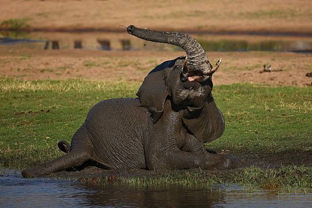 słoń w pięknym środowisku przyrody - africa south africa african culture plain zdjęcia i obrazy z banku zdjęć