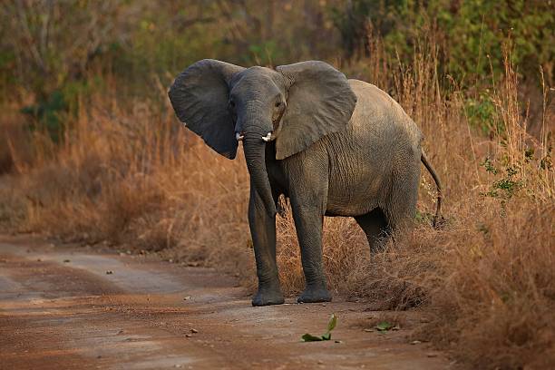 słoń w pięknym środowisku przyrody - africa south africa african culture plain zdjęcia i obrazy z banku zdjęć