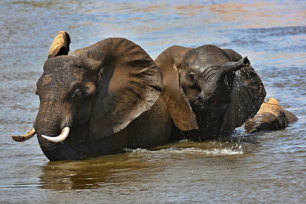 elefantes na água - africa south africa african culture plain imagens e fotografias de stock