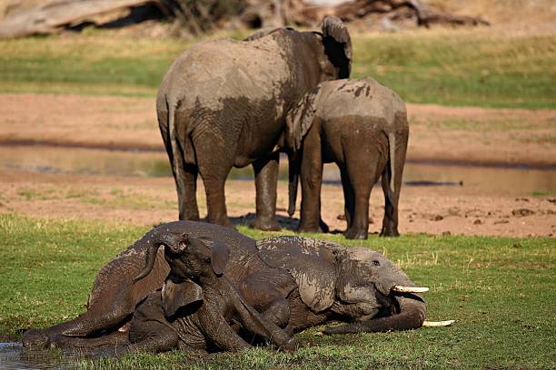 Addo Elephant Nationalpark is a diverse wildlife conservation park close to Gqeberha, former Port Elizabeth.