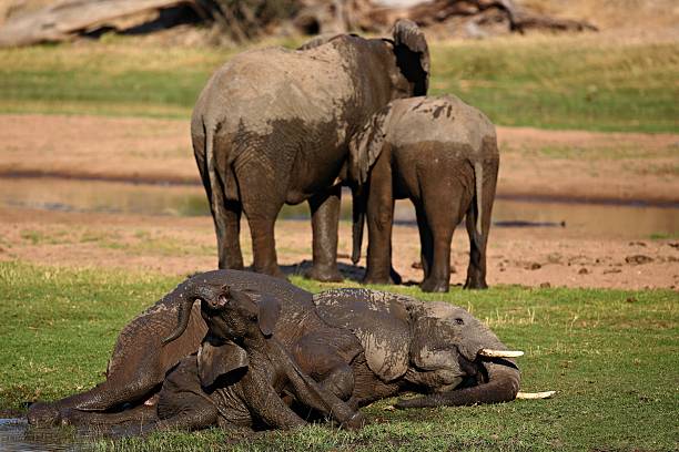słonie z młodymi w pięknym środowisku przyrody - africa south africa african culture plain zdjęcia i obrazy z banku zdjęć