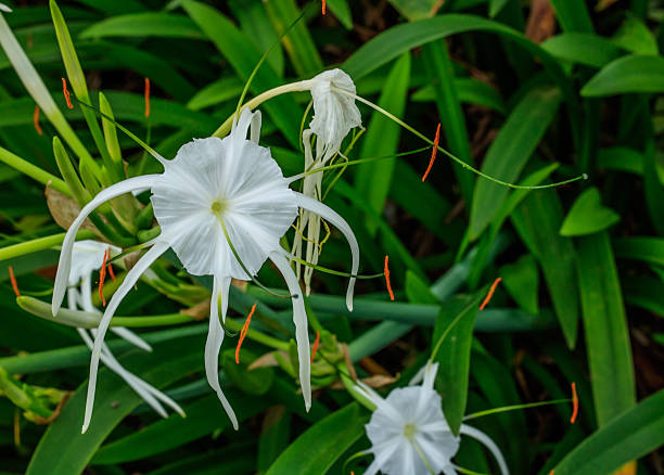 istock beautiful white flower in the garden 610446388
