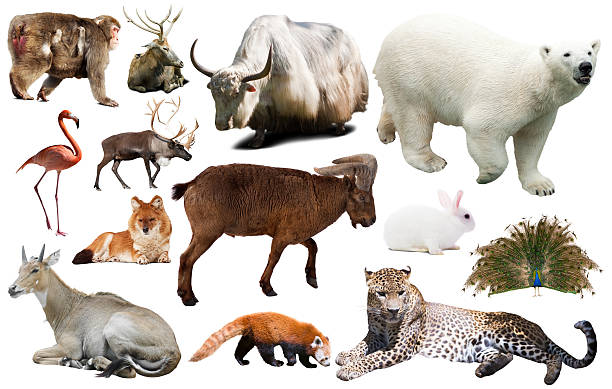istock asia animals isolated 610450288