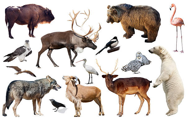 istock animal birds europe isolated 610450340