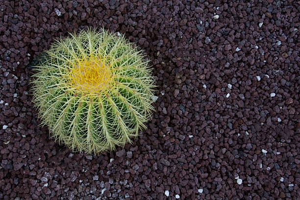 cadeira-de-sogra - flower desert single flower cactus imagens e fotografias de stock