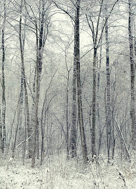 istock Winter forest with snow on trees and floor 610450978