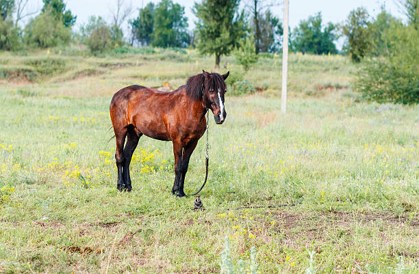 istock Brown horse in the field 610451020