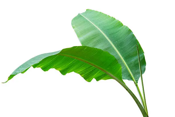 Photo of Banana leaf Wet isolated on white background.