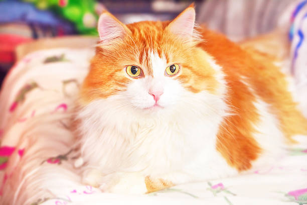 istock Portrait of red cat 610451836