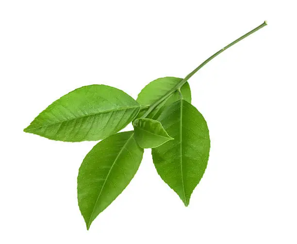 Photo of Lemon leaf isolated on white background