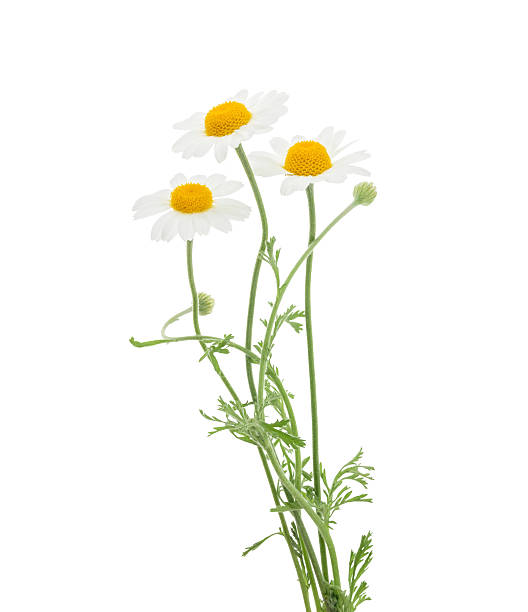 鎮静 に隔てら�れた白の背景。、シャドー - german chamomile drink chamomile plant chamomile ストックフォトと画像